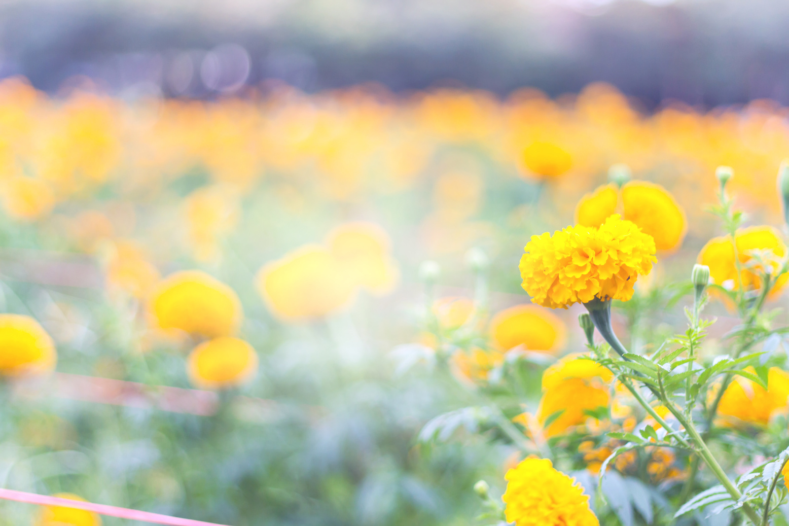 Marigolds (Tagetes erecta, Mexican marigold, Aztec marigold, African marigold)